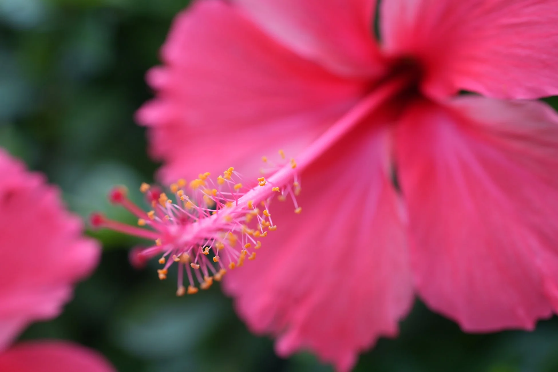 ピンクのハイビスカス